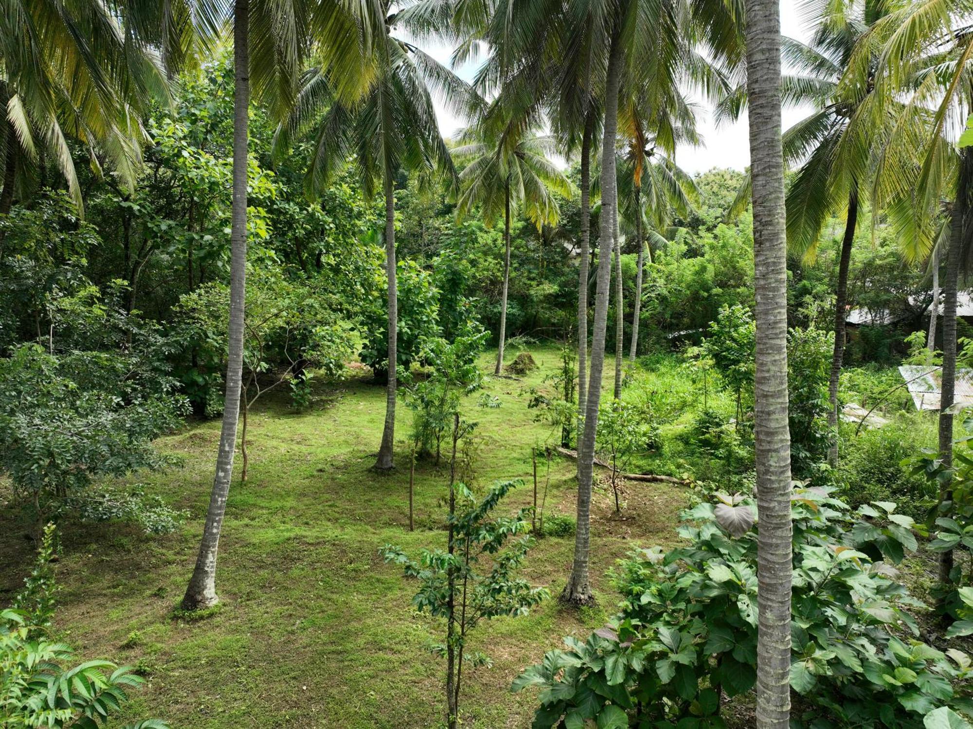 ホテル Coconut Tree House ウダワラウェ エクステリア 写真